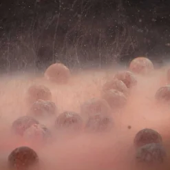 MAINLINE Appâts Et Fabrication-Booster carpe smart liquid fish