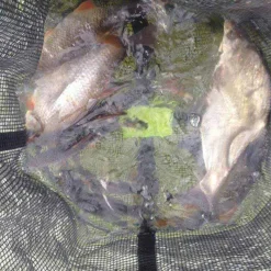 MADCAT Viviers / Aérateurs-Bourriche silure floating bait station