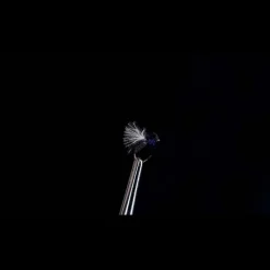 SILVER STONE Mouches-Foumis Noires H18 (x3)