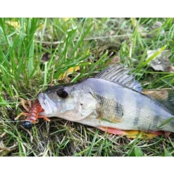 DELALANDE Leurres À Truite|Leurres-Leurre Souple Insecte Larva 3cm (x3)